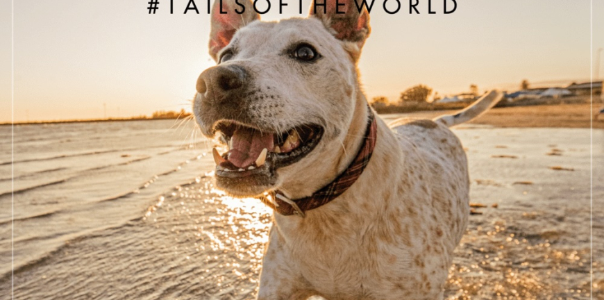 Geelong Dog Photographer Represents In Prestigious Tails Small