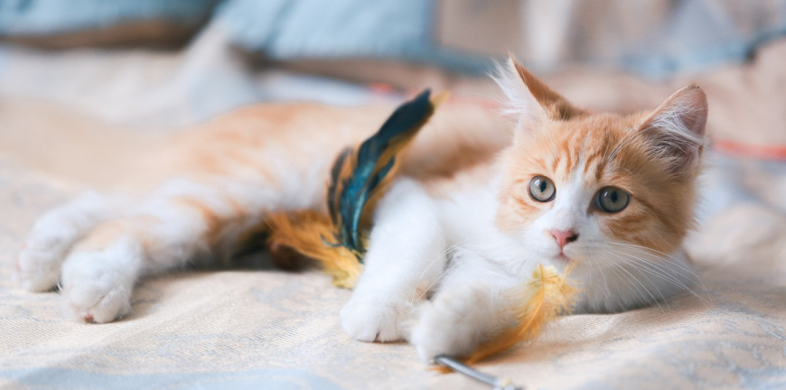 Feline Zen 5 Ways To Calm A Hyper Kitten