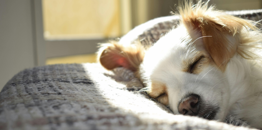 Tips for Keeping Pet-Friendly Homes Clean