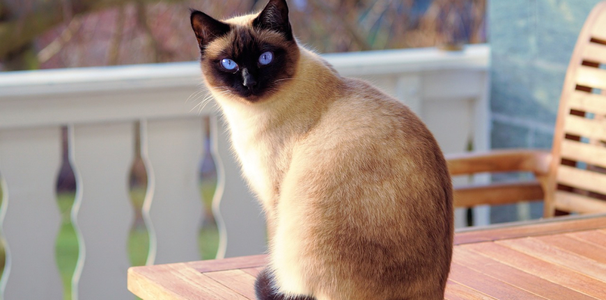 8 Cat Breeds Perfect For Pet Friendly Travel