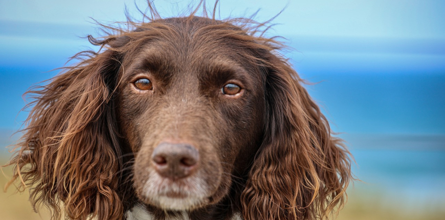 Preparing Your Pet For Holiday Travels