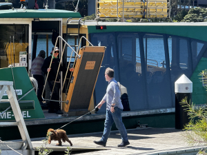 Glebe Ferry with dogs