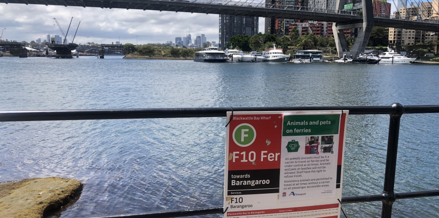 Glebe To Barangaroo Ferry With Dogs