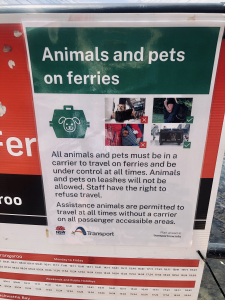 Glebe To Barangaroo Ferry With Dogs. 3